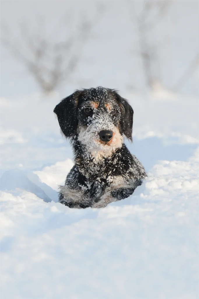 hund