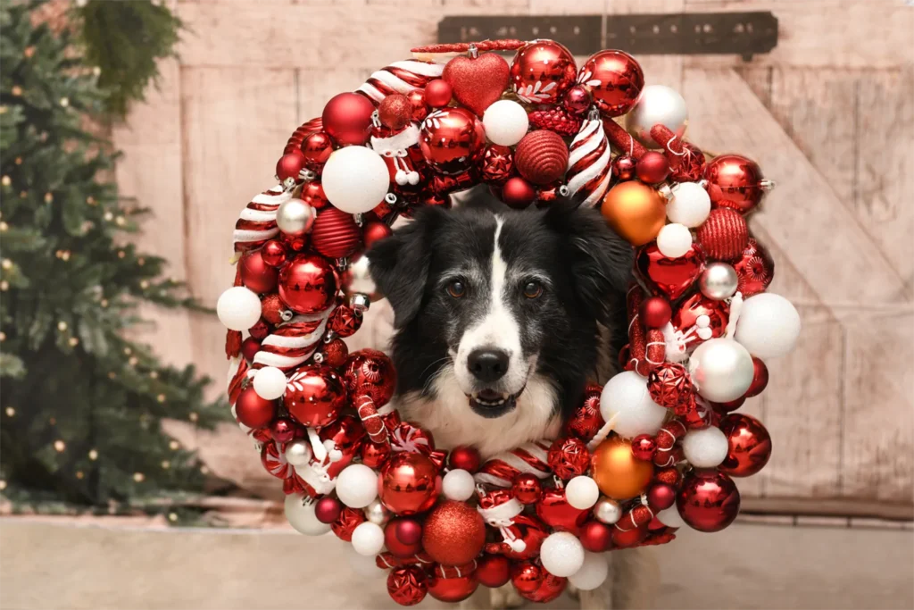 hund4